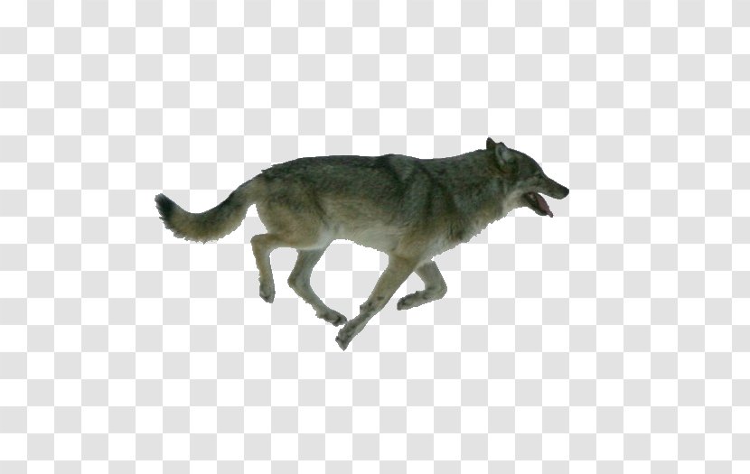 Dog Isle Royale Arctic Wolf Walking Moose - 3d Transparent PNG