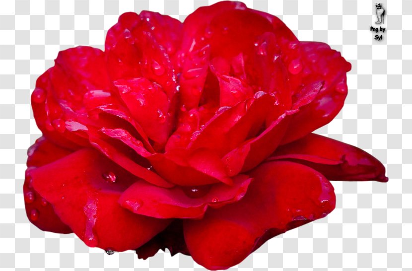 Garden Roses Cut Flowers Floribunda Petal - Perion Network - Flower Transparent PNG