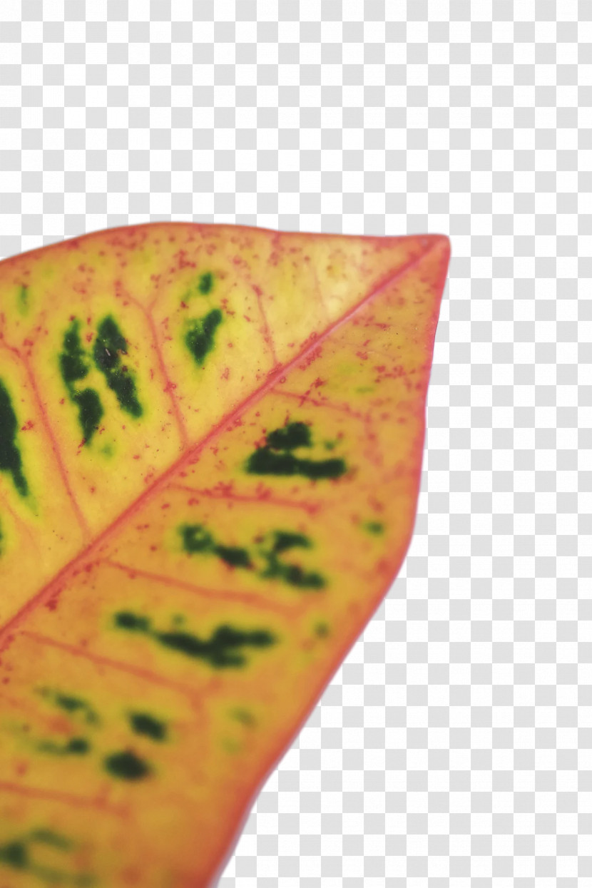 Leaf Yellow Close-up Plants Science Transparent PNG