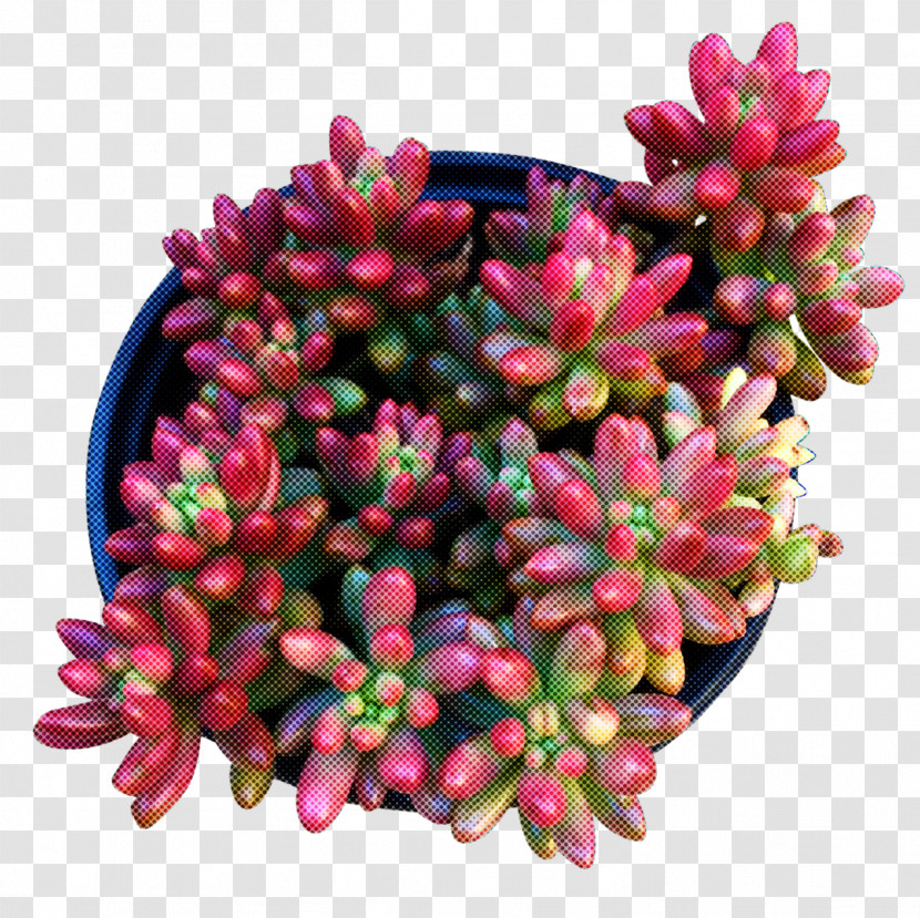Flower Pink Plant Magenta Succulent Plant Transparent PNG