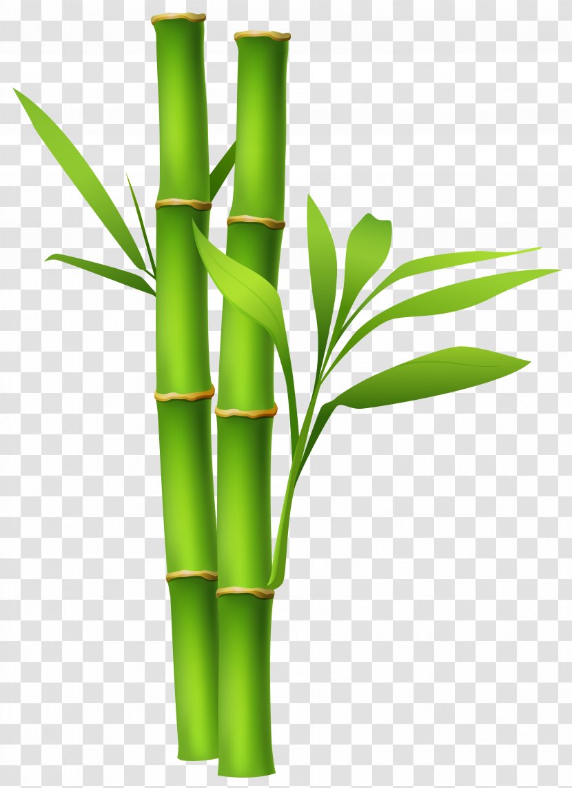 Bamboo Clip Art - Presentation - Background Cliparts Transparent PNG