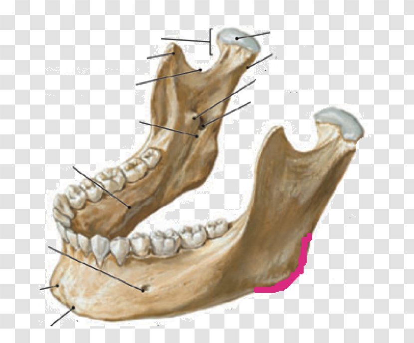 Mandible Anatomy Jaw Skull Infratemporal Fossa - Alaleuanluu Transparent PNG