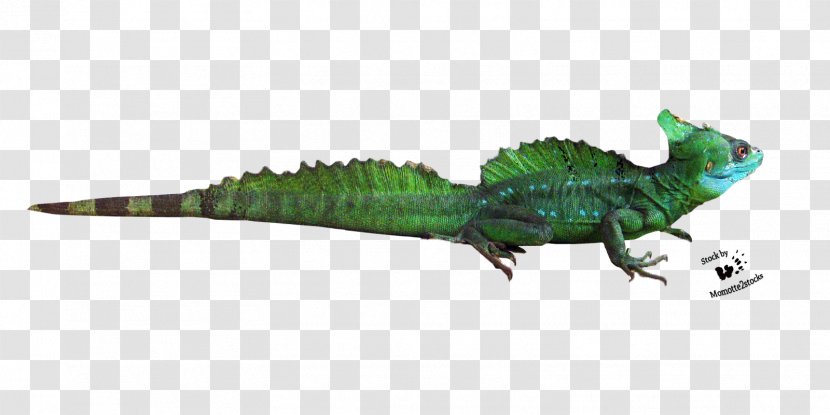 Common Iguanas Lizard Crocodiles Animal Fauna - Crocodilia - Bearded Dragon Transparent PNG