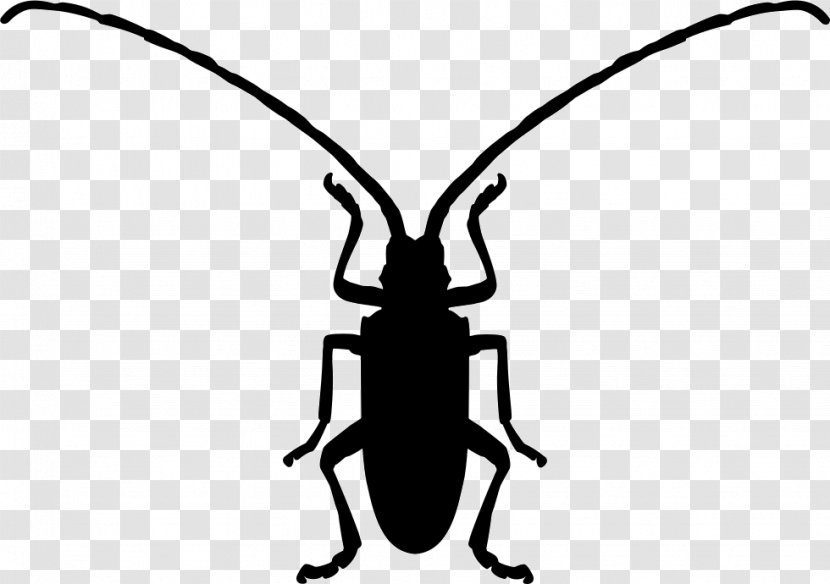 Beetle Symbol Shape - Invertebrate Transparent PNG