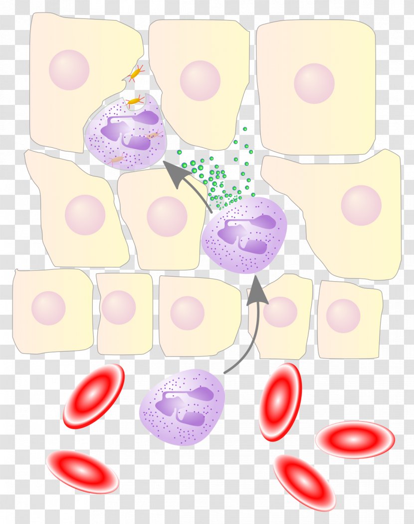 Neutrophil Chemotaxis Leukocyte Extravasation Interleukin 8 White Blood Cell - Cytokine Transparent PNG
