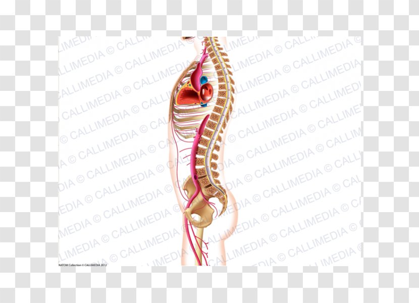 Shoulder Anatomy Physiology Angiology Arm - Cartoon - Pelvis Transparent PNG