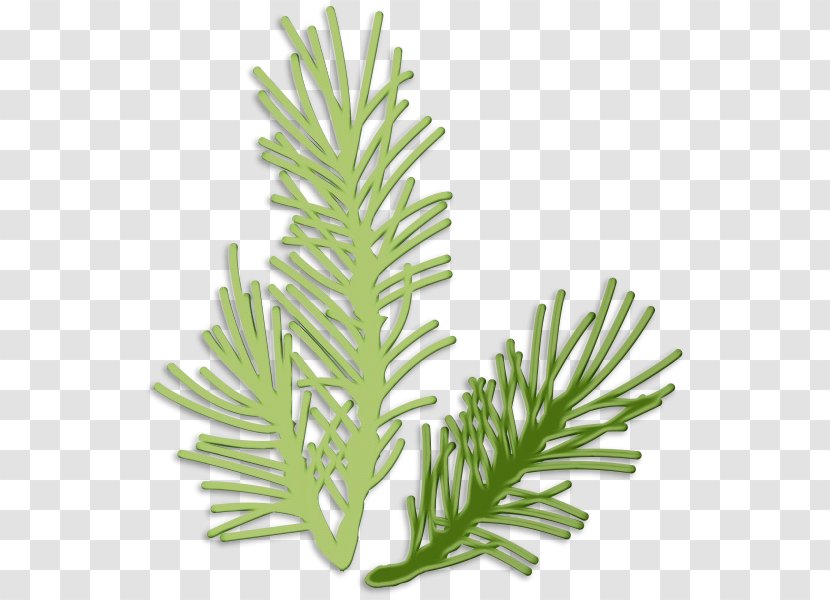 Yellow Fir Shortleaf Black Spruce Canadian Oregon Pine Jack - Leaf - White Lodgepole Transparent PNG