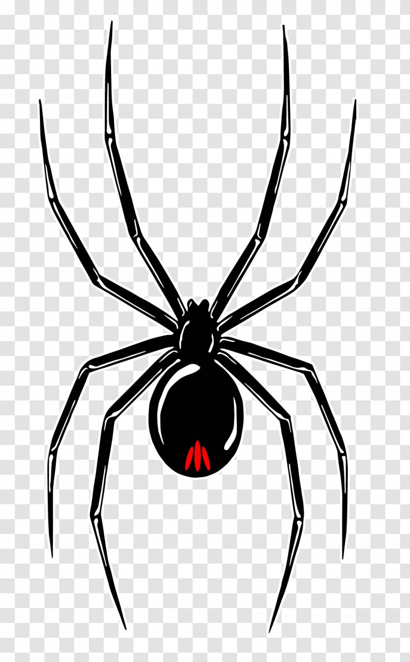 Southern Black Widow Wolf Spider Redback Decal - Tangle Web Transparent PNG