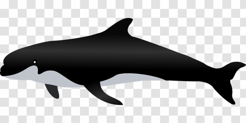 Cetacea Clip Art - Black - BALEIA Transparent PNG