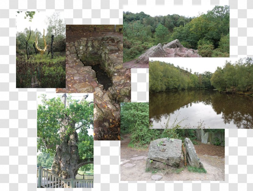 Nature Reserve Water Resources Property Wetland Flora - Tourism - Barentonbugny Transparent PNG