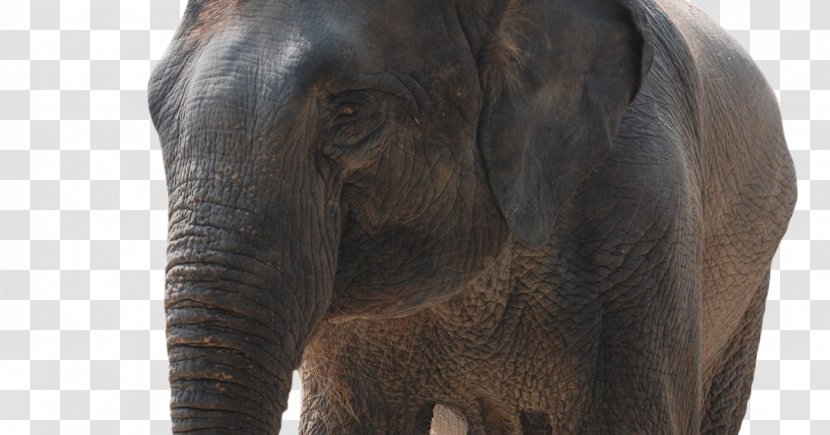 Indian Elephant African Wildlife Elephantidae - People - India Transparent PNG