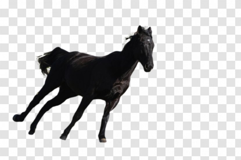 Stallion Thoroughbred Foal Mare Colt - Gelding - Dark Horse Transparent PNG