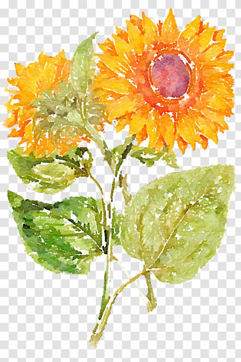 Common Sunflower - Flower - Hand Painted Sunflowers Transparent PNG