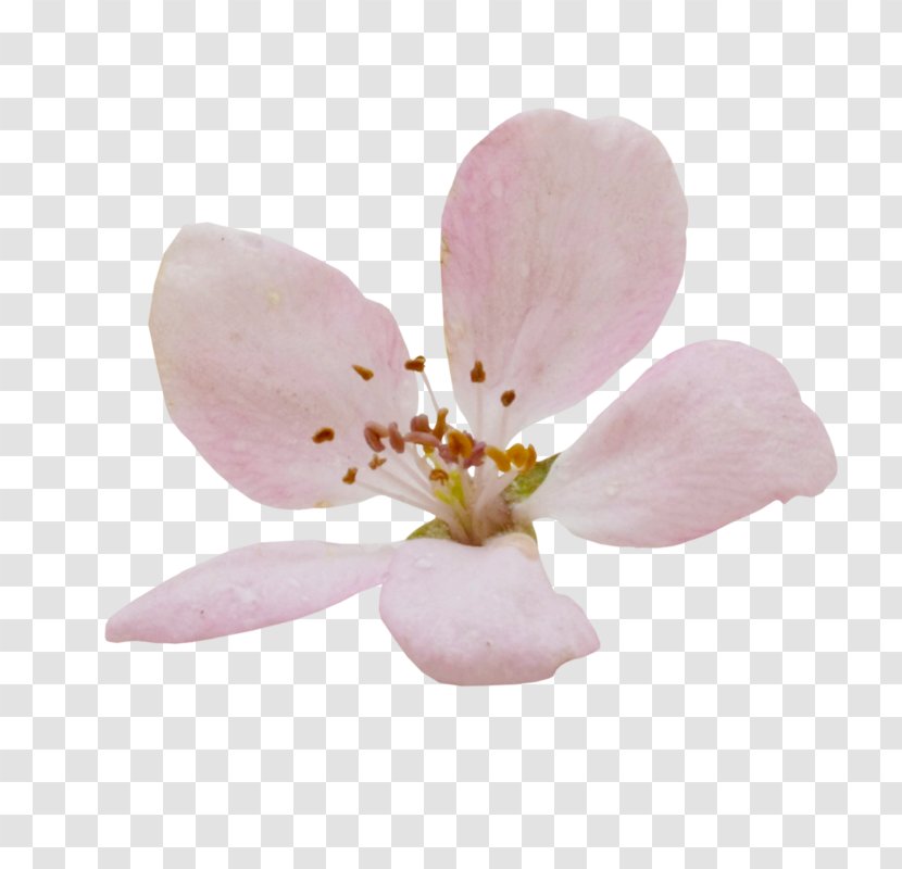 Moth Orchids Cherry Blossom Petal ST.AU.150 MIN.V.UNC.NR AD Transparent PNG