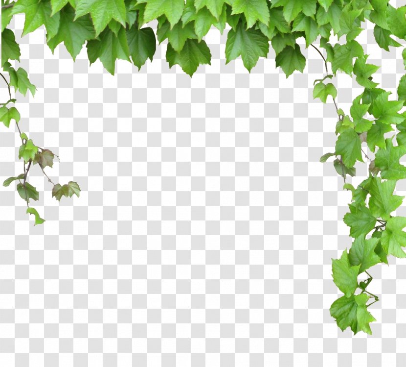 Vine Computer File - Image Resolution - Leaves And Vines Transparent PNG