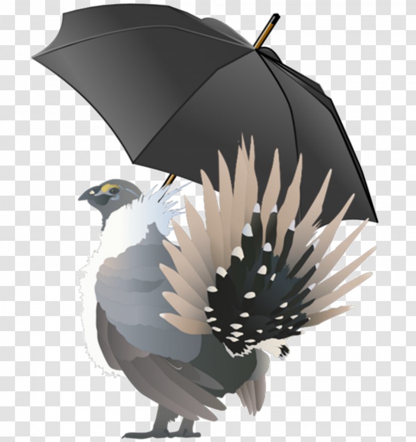 Bird Umbrella Species Greater Sage-grouse - Conservation Transparent PNG