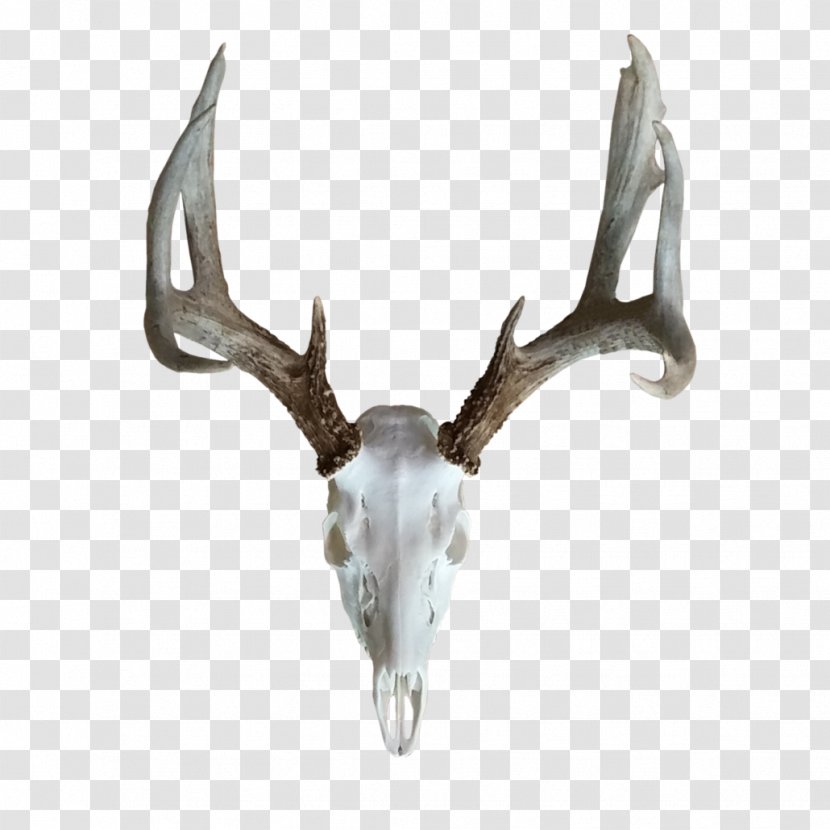 Reindeer Elk Antler Horn - Deer Transparent PNG
