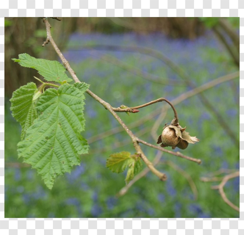 York Place Gallery Twig Nature Photography Leaf - Plane Tree Family - Headland Transparent PNG