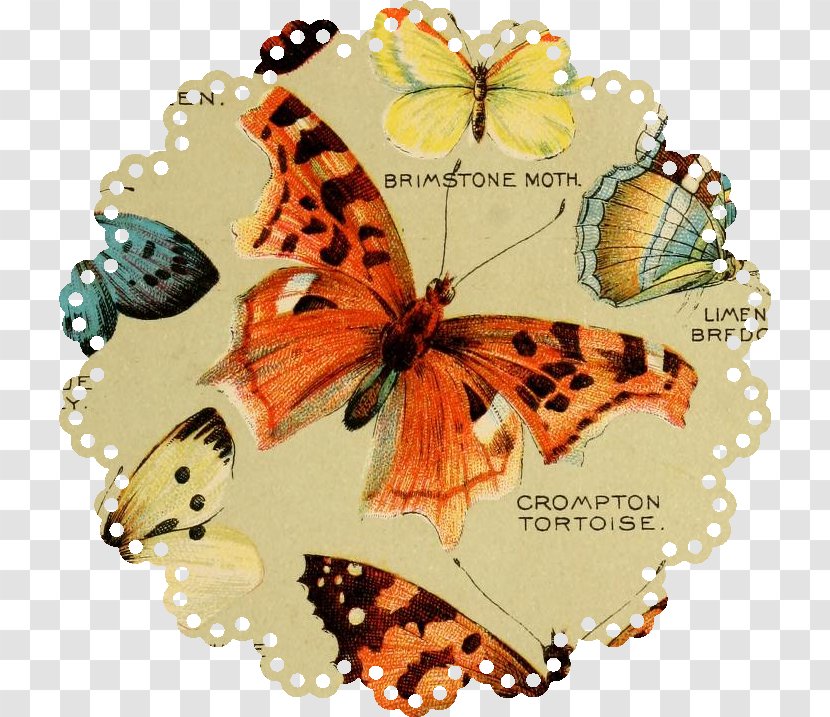 Monarch Butterfly Pieridae Insect Art - Paper Transparent PNG