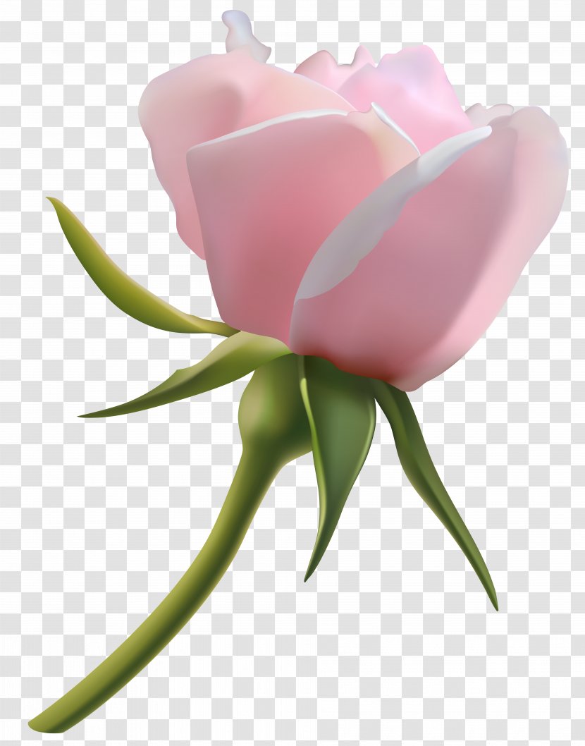 Rose Pink Bud Clip Art - Cut Flowers - Beautiful Clipart Image Transparent PNG