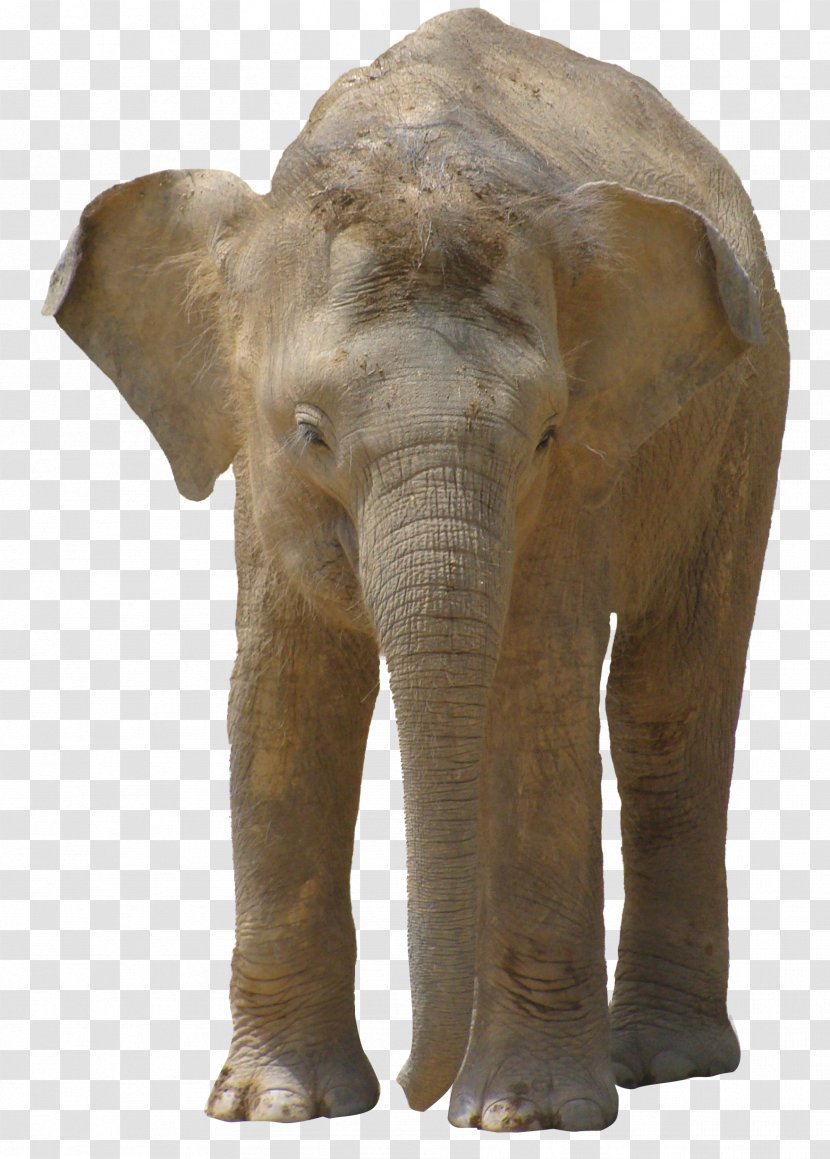 Indian Elephant African Bush - Terrestrial Animal Transparent PNG