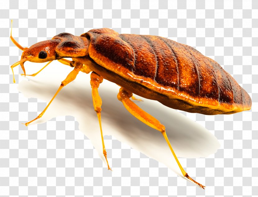 Insect Cockroach Termite Bed Bug Rodent - Invertebrate - Bugs Transparent PNG