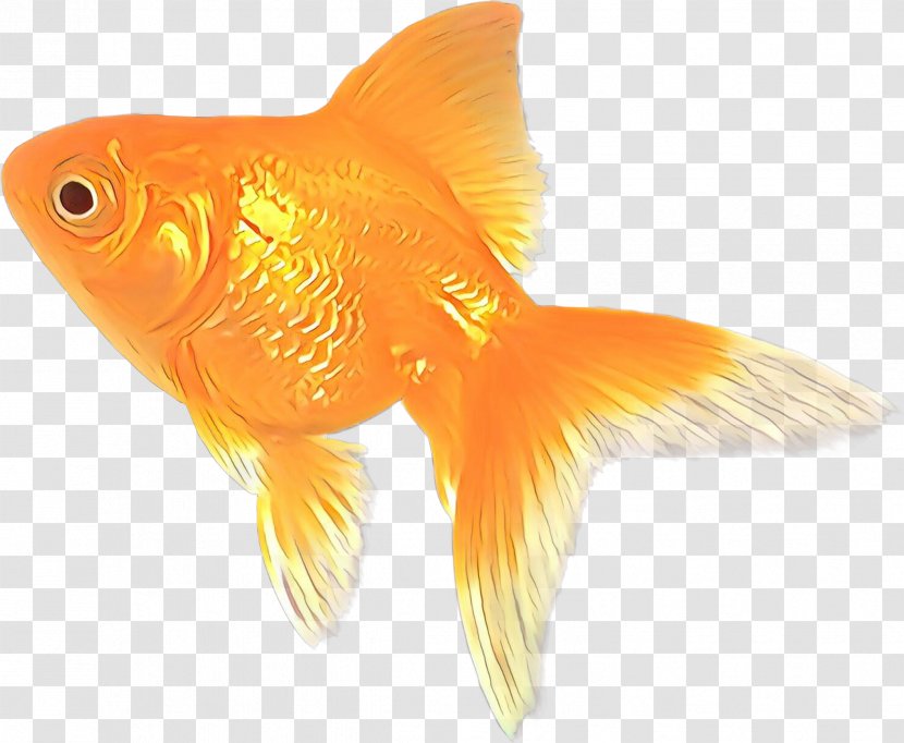 Orange - Feeder Fish - Rayfinned Bonyfish Transparent PNG