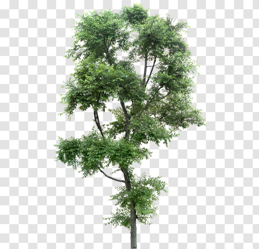 Populus Alba Tree Plant - Cielo Transparent PNG