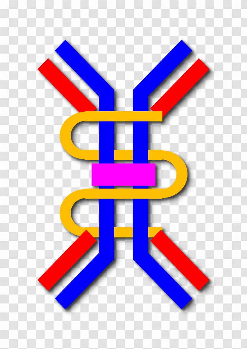 Immunoglobulin A Antibody G Secretory Component IgA Nephropathy - Area - Glomerulus Transparent PNG