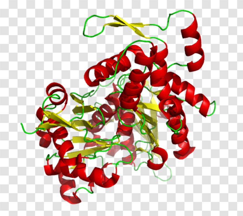 Gelsolin Actin Globular Protein Microfilament - Area - Human Skeletal Muscle Transparent PNG