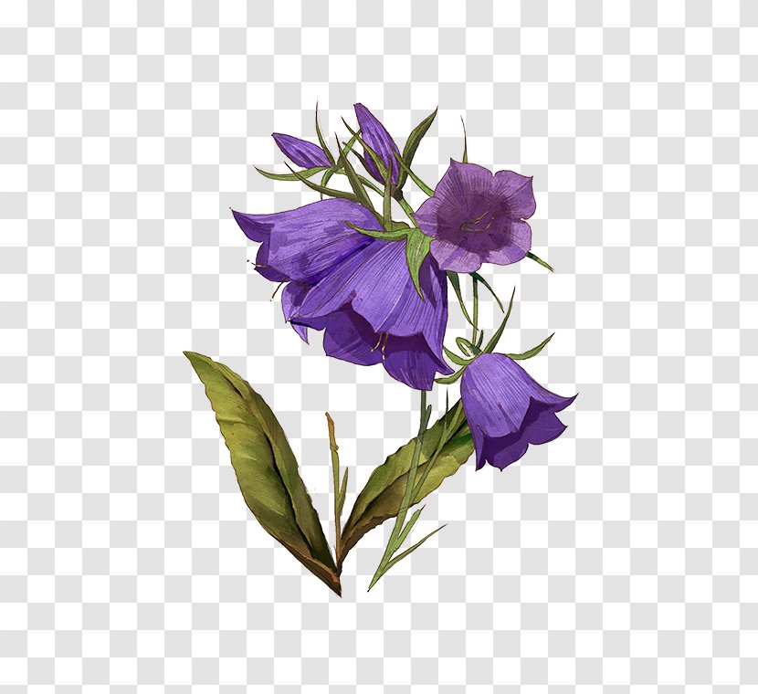 Violet Bellflower Herbaceous Plant Stem Plants - Purple Transparent PNG