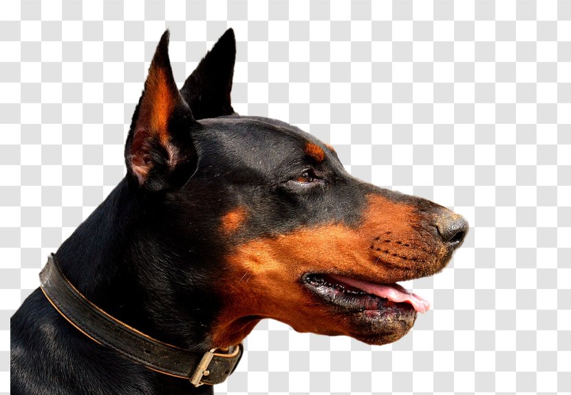 Dobermann Cat Puppy Yulin Veterinarian - Lychee And Dog Meat Festival Transparent PNG