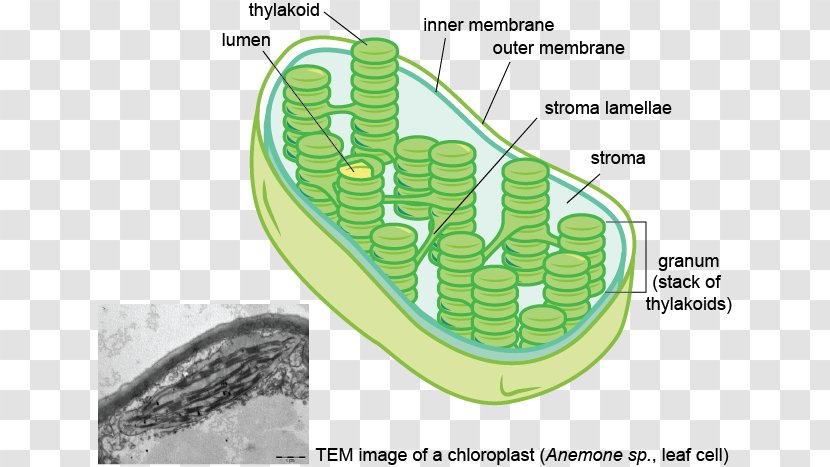 Thylakoid Chloroplast Membrane Stroma Granum - Plant Transparent PNG