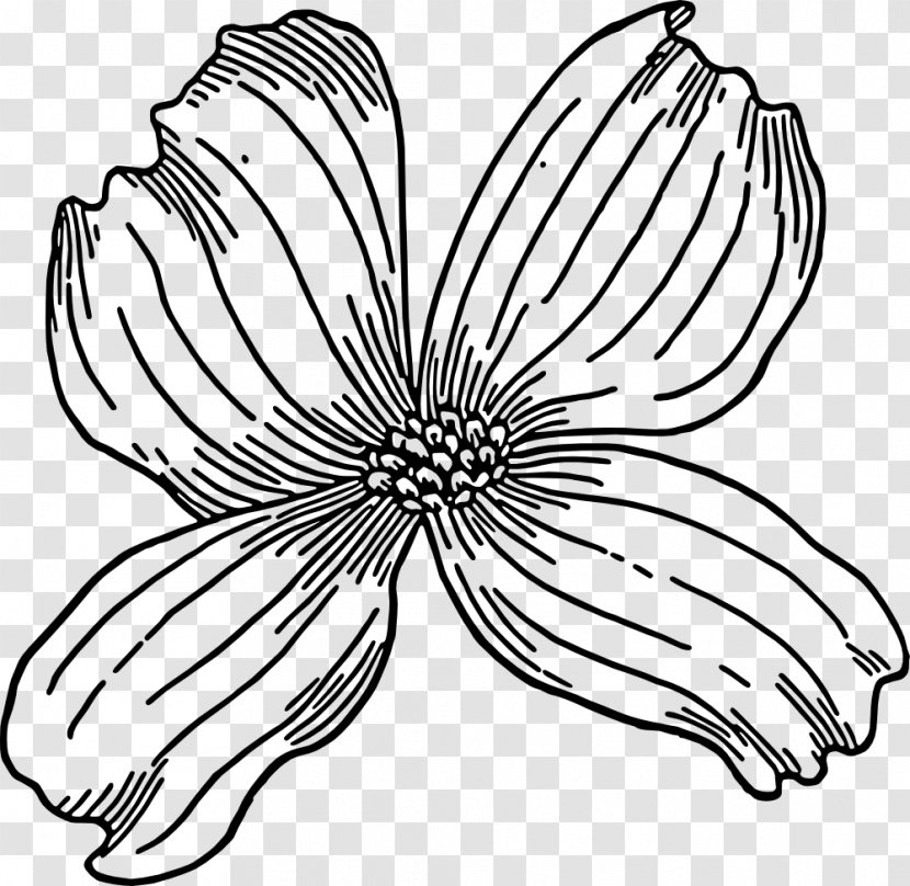 Flower Line Art - Drawing Wildflower Transparent PNG