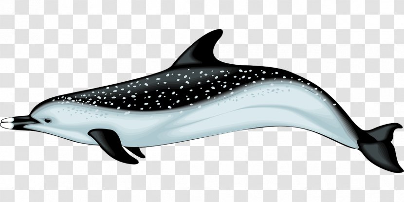 Dolphin Clip Art - Short Beaked Common - Swimming Transparent PNG