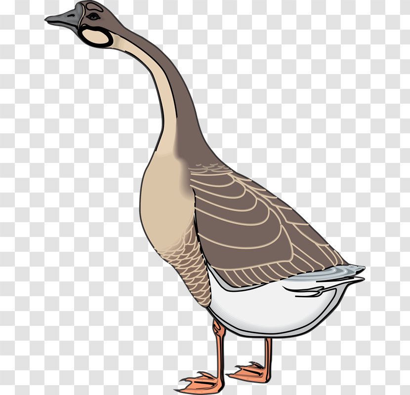 Goose Ganso Duck Bird Clip Art - Feather - Aves Transparent PNG