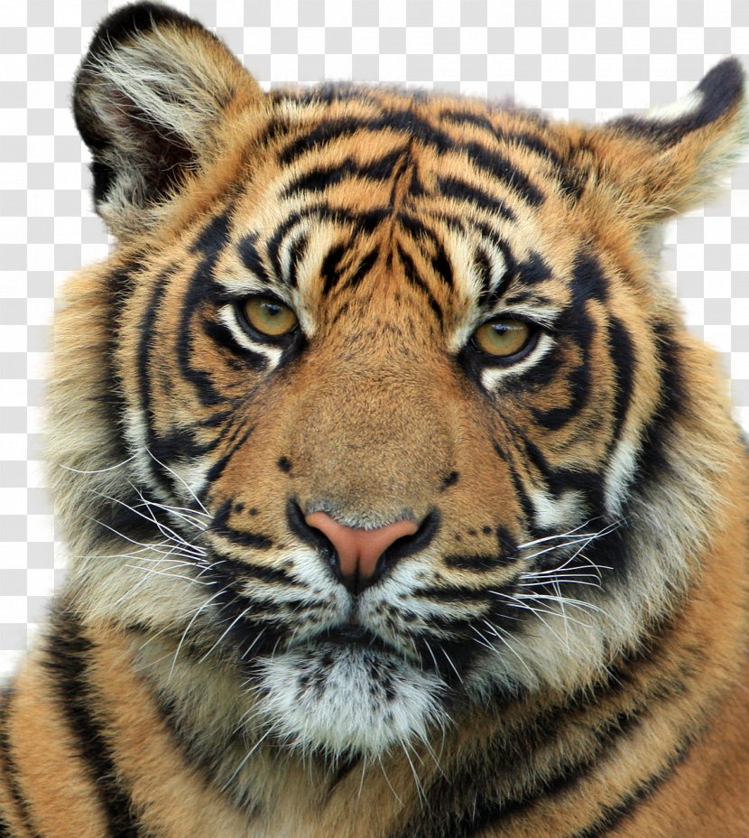 Felidae Wildcat Siberian Tiger Bengal Transparent PNG