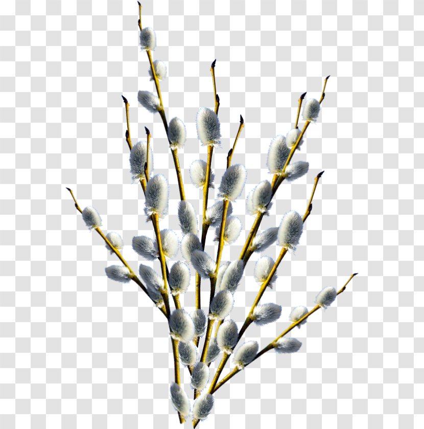 Branch Tree Twig Transparent PNG