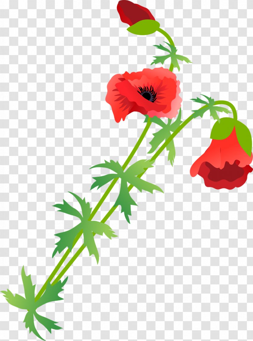 Flowering Plant Poppy Clip Art - Common Transparent PNG