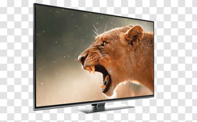 Kruger National Park Canvas Print Art Lion - Media - Ultrahighdefinition Television Transparent PNG