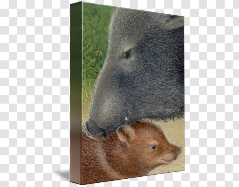Capybara Beaver Bear Fauna Snout - Rodent - Wild Boar Transparent PNG