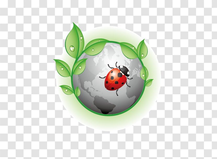 Earth Ladybird Illustration - Insect - Ladybug Transparent PNG
