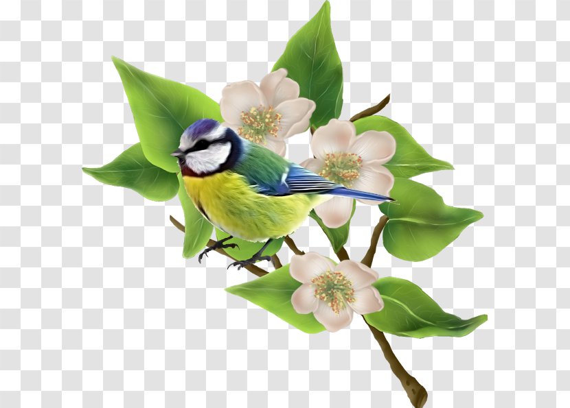 Flowering Plant Beak - Flower Transparent PNG