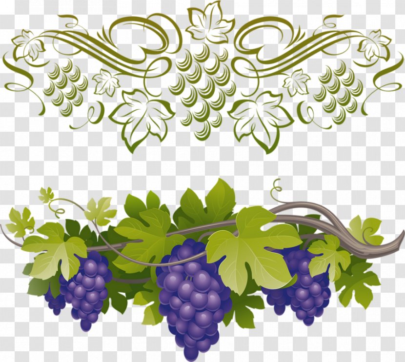 Common Grape Vine Wine Vector Graphics Clip Art - Grapevines Transparent PNG