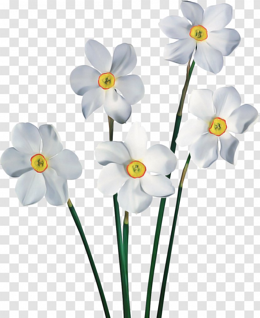 White Lily Flower - Wildflower Pedicel Transparent PNG