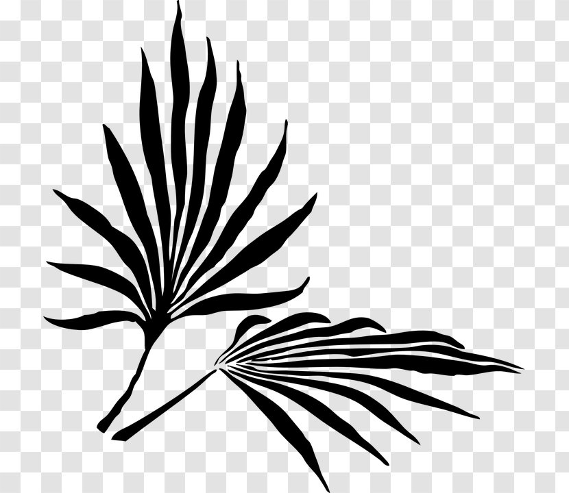 Arecaceae Palm Branch Frond Clip Art - Leaf Transparent PNG