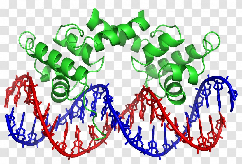 Transcription Factor DNA-binding Domain Protein - Watercolor - Frame Transparent PNG