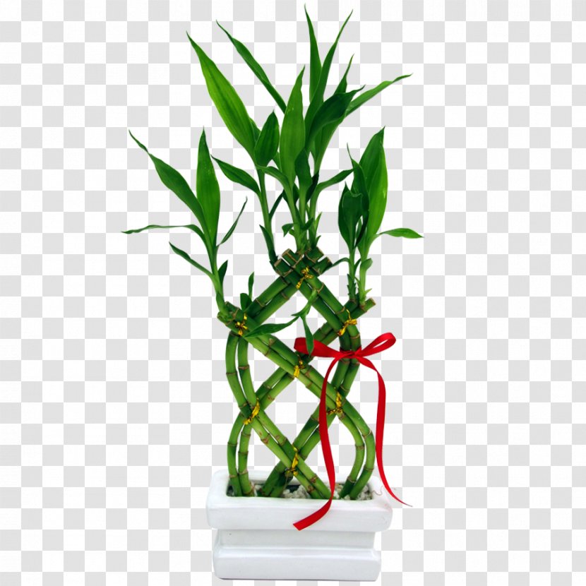 Lucky Bamboo Garden Vase Plant - Liliaceae Transparent PNG