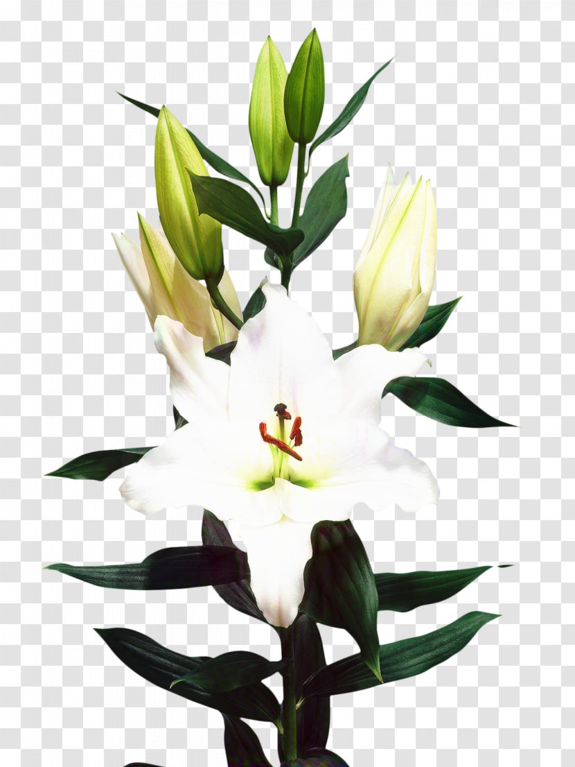 Madonna Lily Cut Flowers Floristry Bulb - White Transparent PNG