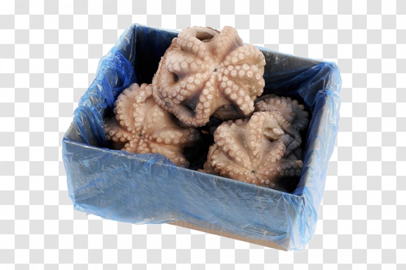 Octopus Squid Product Cephalopod Cuttlefishes - Batido Transparent PNG